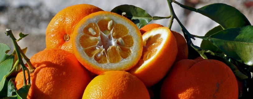 Arancia amara, effetti della p-sinefrina su metabolismo dei grassi e performance sportiva