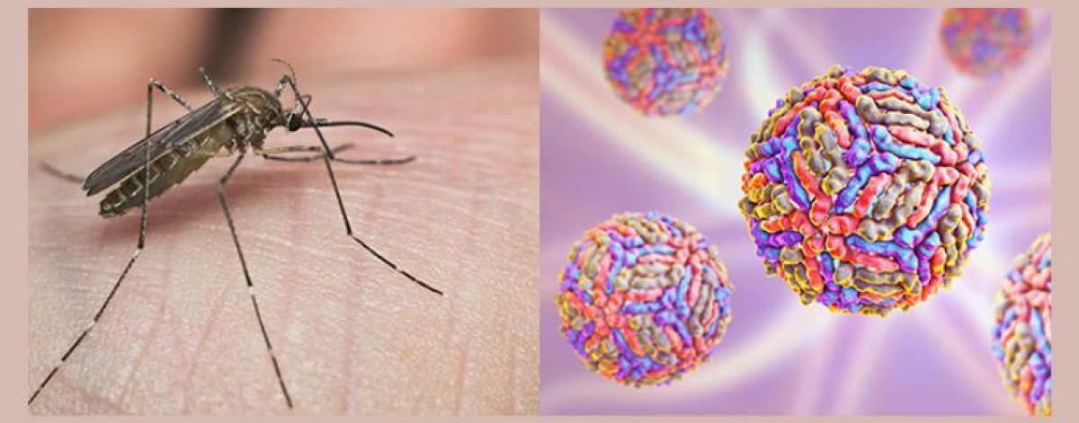 Zanzare anche d’inverno, Sima: rischi sanitari legati alle temperature elevate