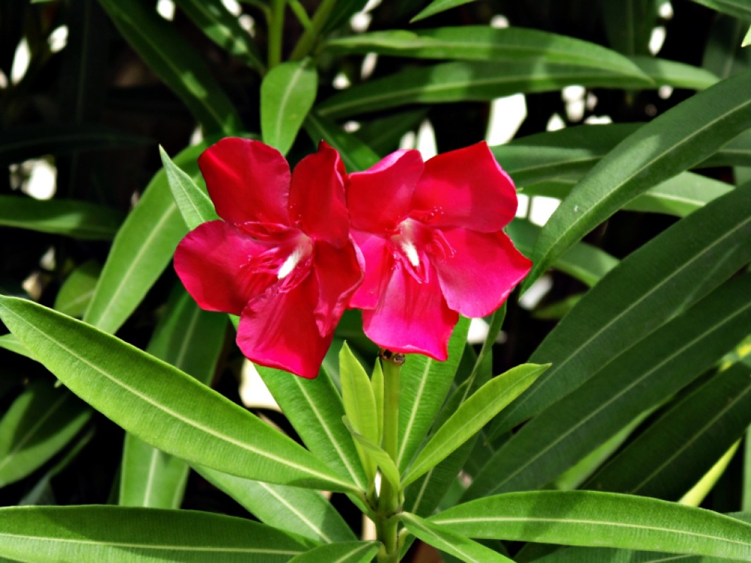 Nerium oleander