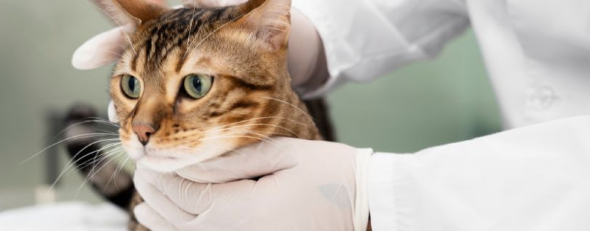 Tromboembolismo aortico felino, antiaggregante galenico: formulazione in pasta orale
