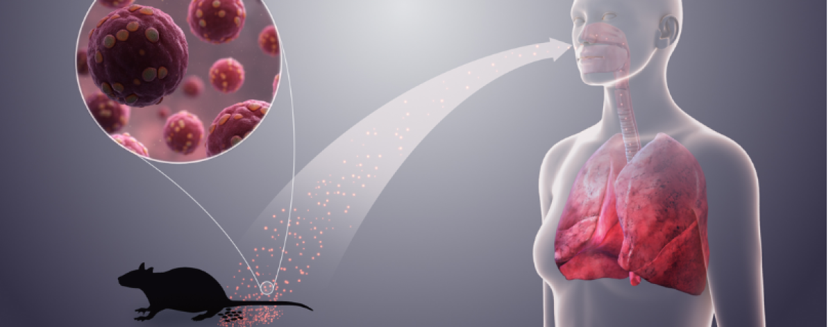 Hantavirus, Cosa sapere su trasmissione, sintomi e prevenzione. Le Faq dell'Iss
