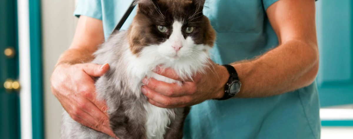 Galenica veterinaria: aumentano le richieste. Il censimento delle farmacie facilita la ricerca 
