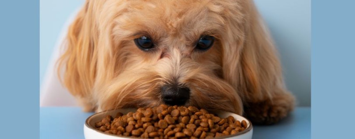 Pet food e farmaci veterinari, acquisti online a rischio: irregolarità in un controllo su cinque. Le ispezioni del Nas