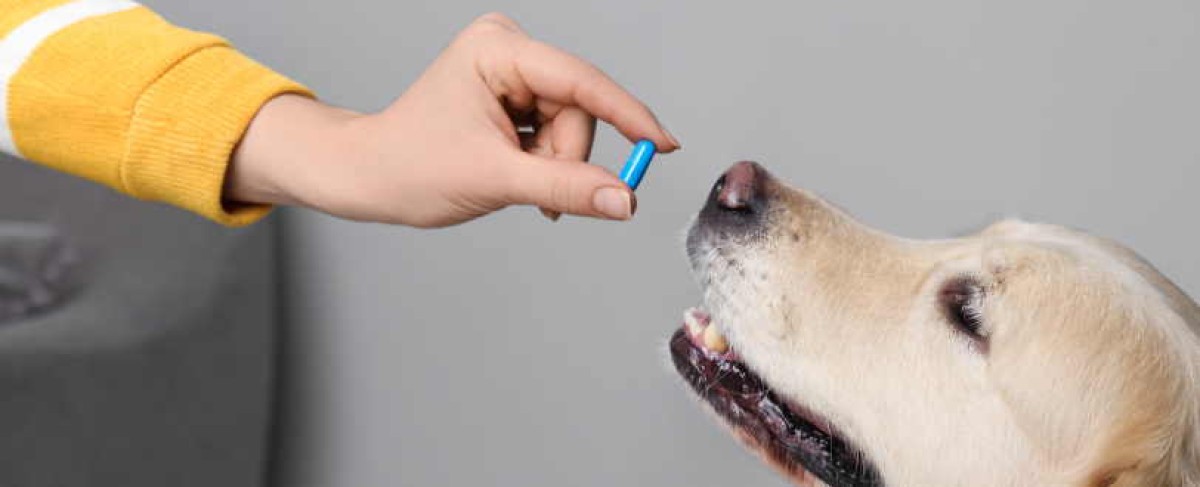 Antibiotici per cani e gatti. Nuove linee guida in Umbria: diagnosi e antibiogramma prima della prescrizione