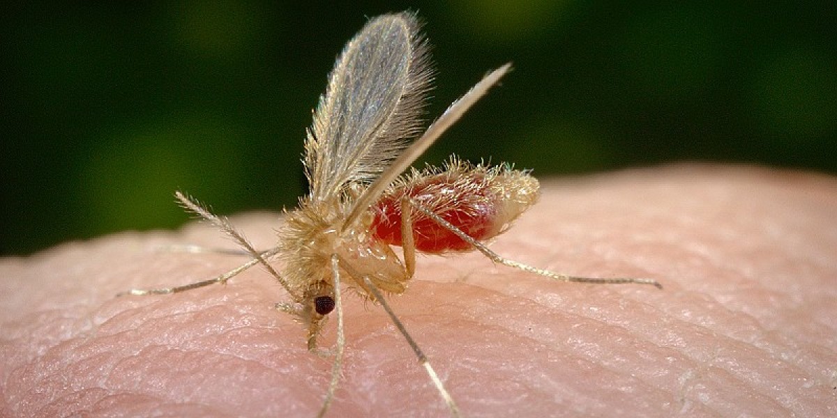 Virus Toscana, sintomi, diffusione e prevenzione: il punto dell’Iss