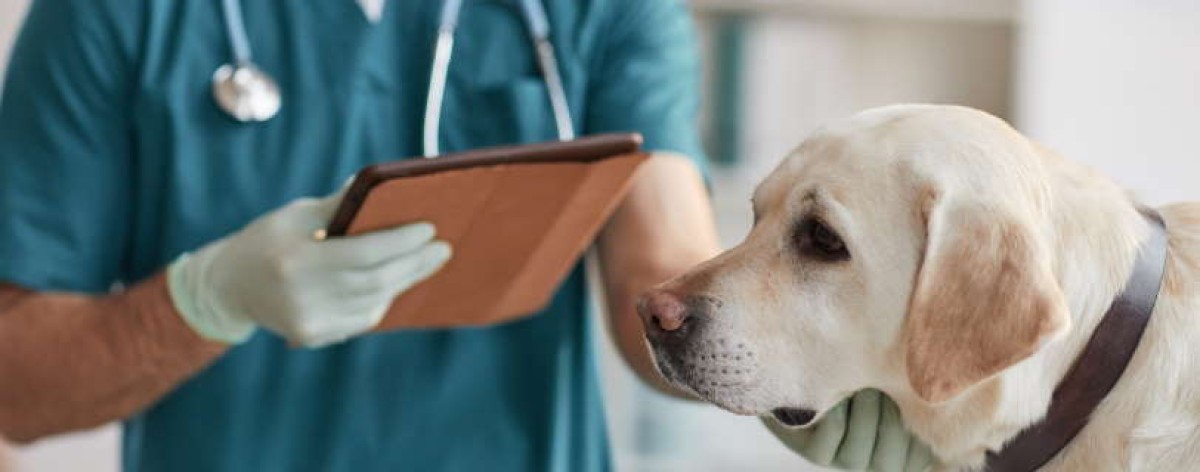 Farmaci umani per uso veterinario: il chiarimento del Ministero sulla ricetta in farmacia