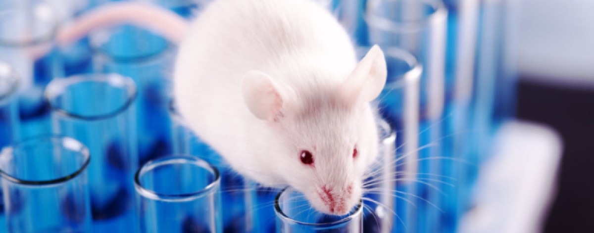 Sperimentazione farmaci, Fda apre a metodi alternativi ai test sugli animali