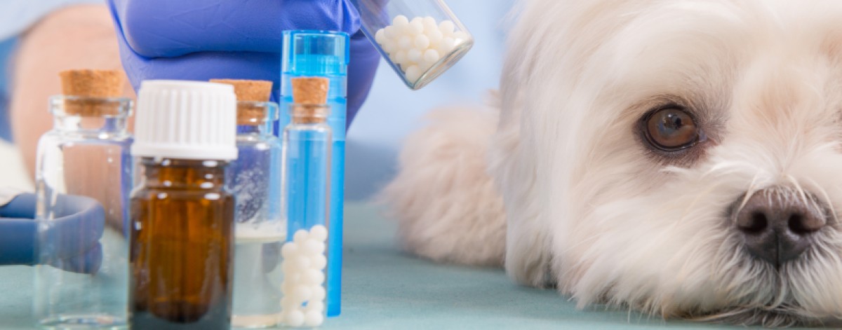 veterinari farmaci cane