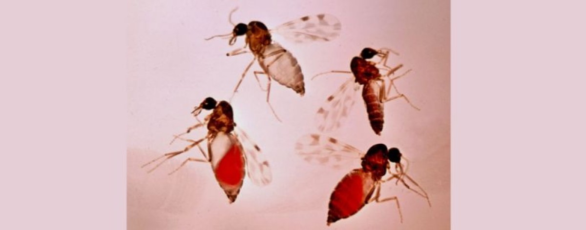Virus Shamonda, primo caso umano in Francia: Ecdc monitora su contagi e rischi